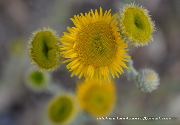 Pulicaria odora
